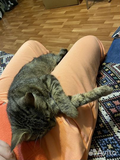 Серая кошка