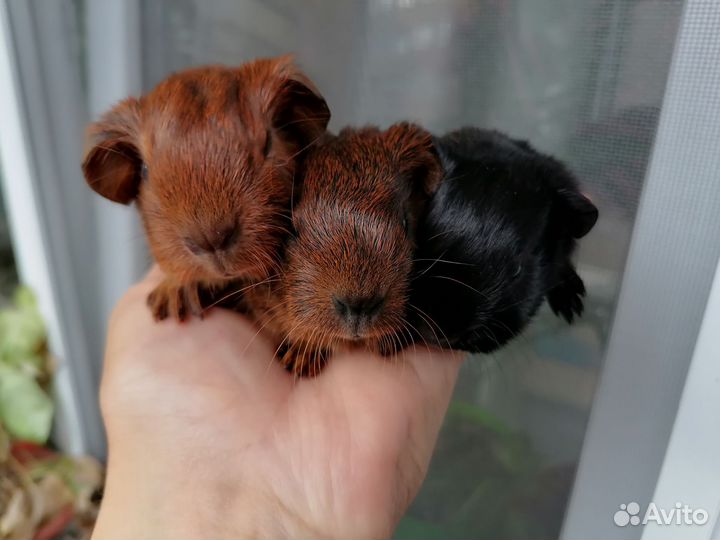 Морская свинка мальчик