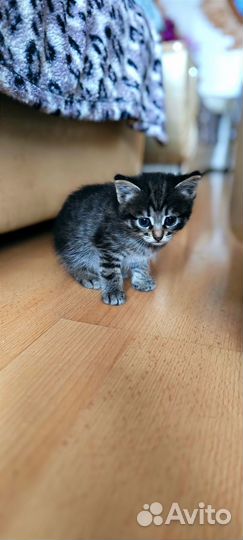 Котенок мальчик