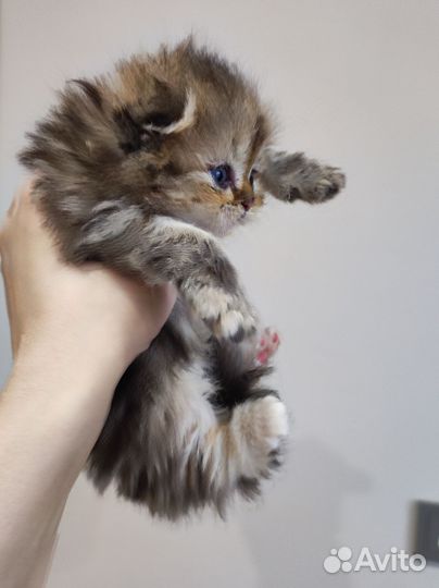 Кошка шотландская длинношерстная