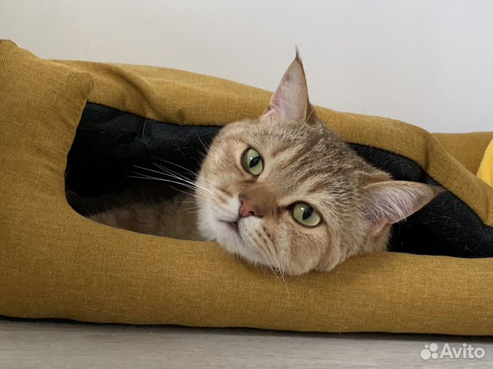 Кот золотой британец в семью без детей и животных