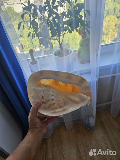Камень ракушка