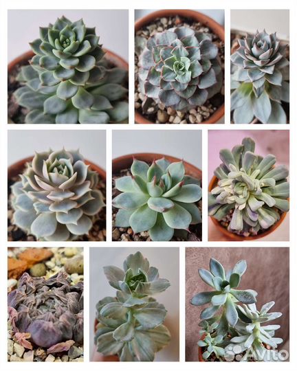 Эхеверии крупные
