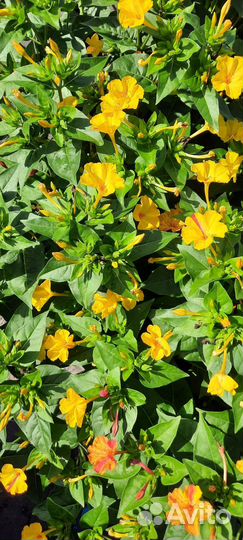 Мирабилис семена