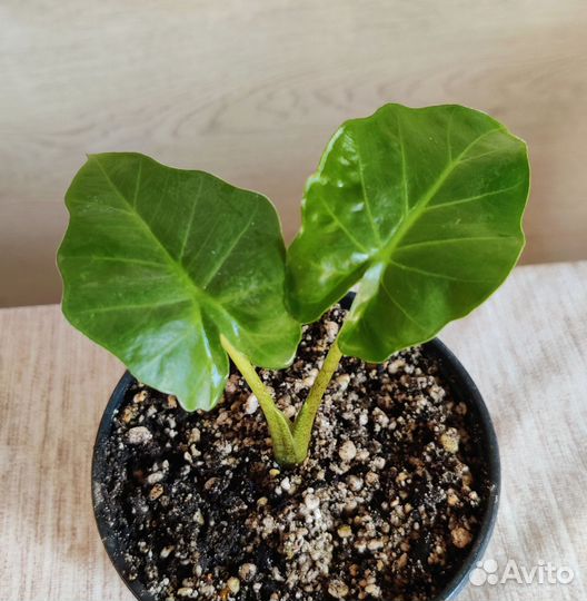 Комнатные растения цветы