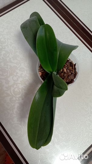 Орхидея фаленопсис