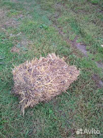 Сено в тюках