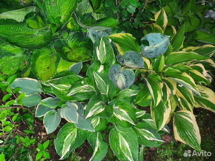 Магнолия грандифлора