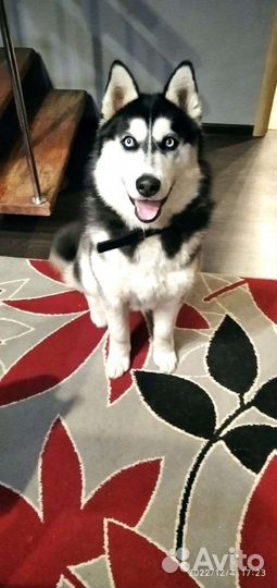 Вязка кобеля