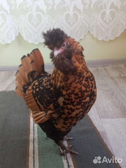 Инкубационное яйцо