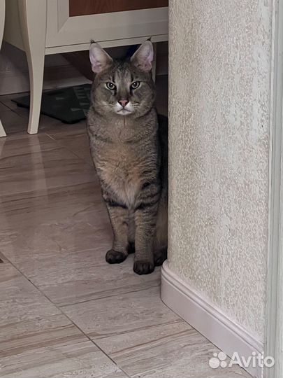 Экзотический кот