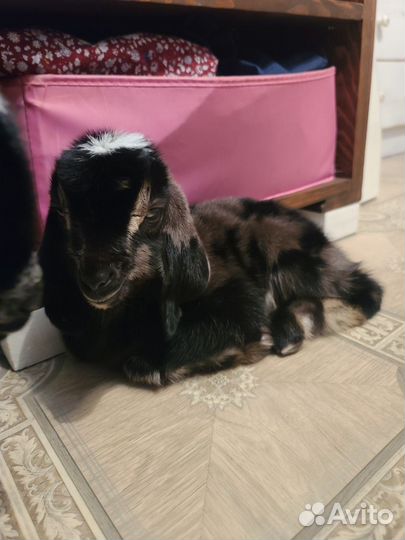 Нубийские козлята