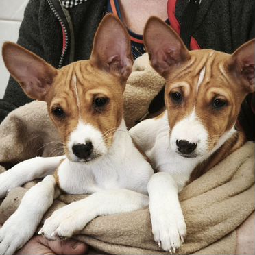 Басенджи, щенок