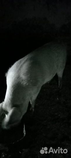 Продаётся хряк