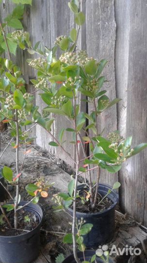 Арония (черноплодная рябина)