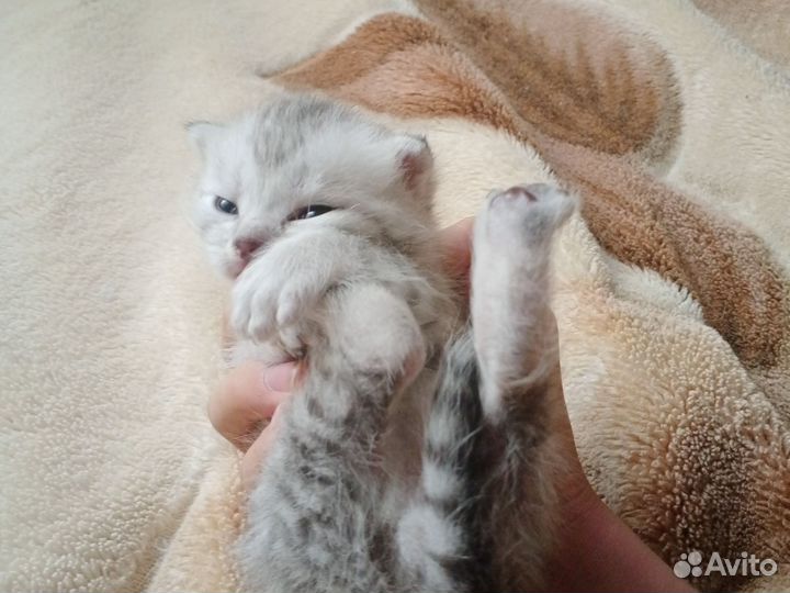 Британские котята