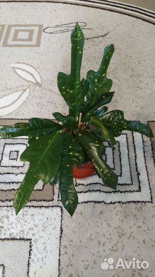 Кодиеумы, кротоны сортовые,домашние-1,в личке-2