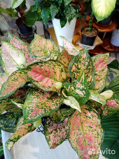 Сортовые аглаонемы