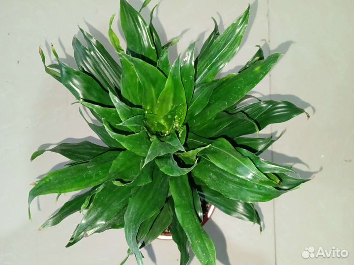 Драцена компакта