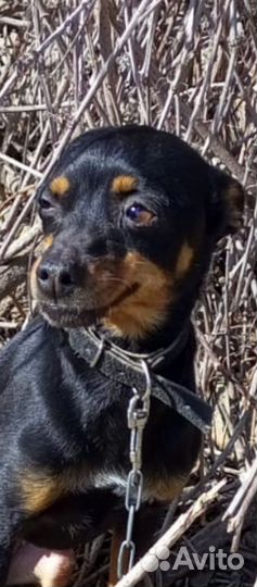 Русский той-терьер девочка