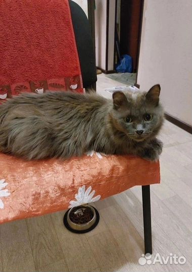 Кошечка в добрые руки