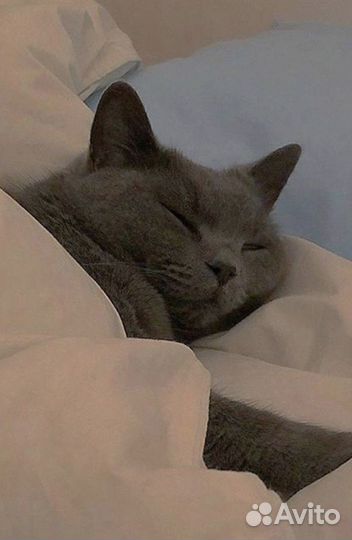 Британский кот