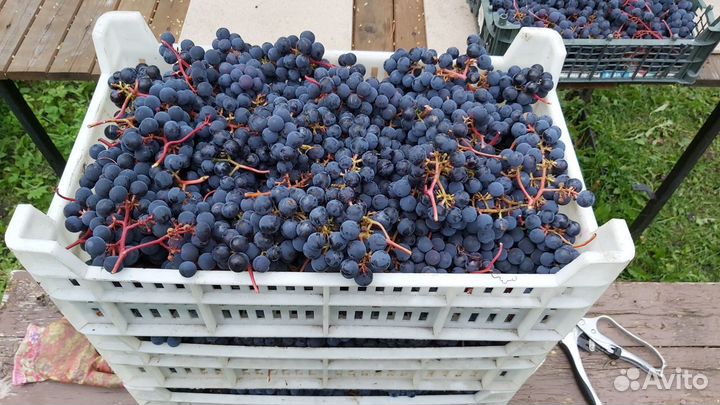 Саженцы винограда элитных сортов для Лен. области