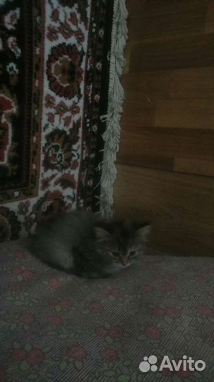 Котята в добрые руки бесплатно