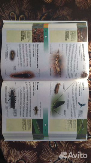 Энциклопедия