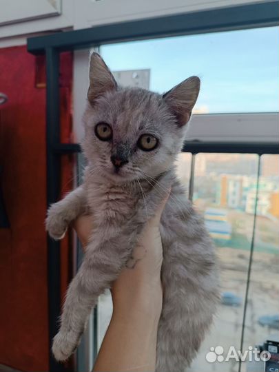 Кошки