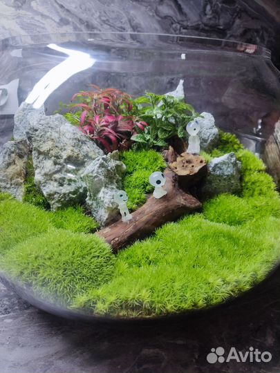Флорариум 1