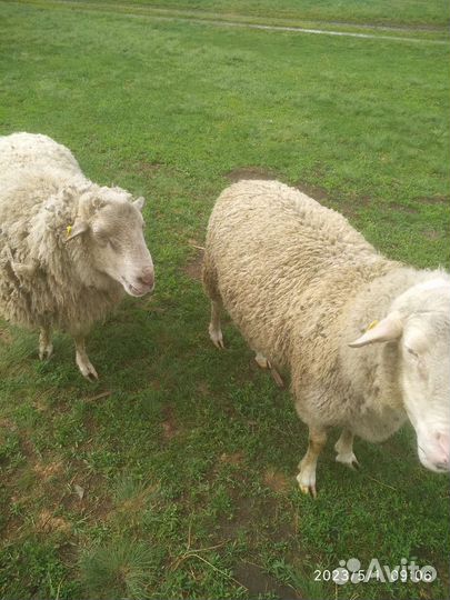 Овцы бараны