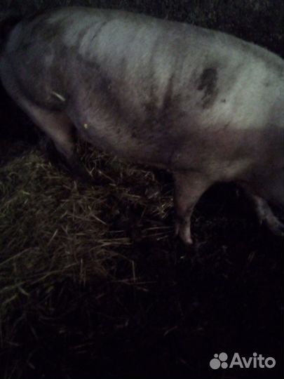 Хряк и свиноматка