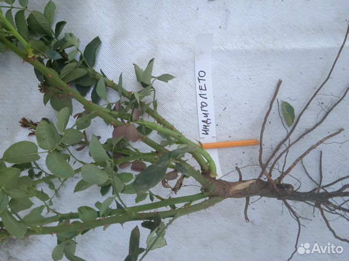 Саженцы роз