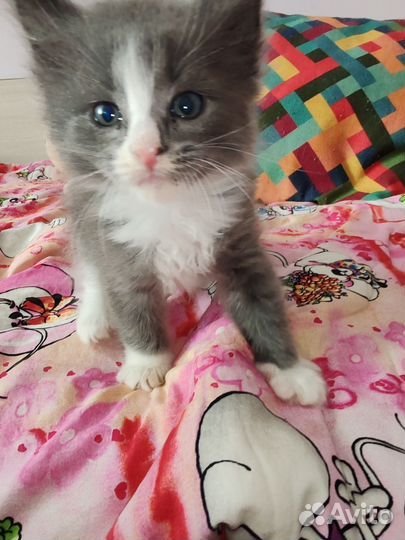 Кошка в дар