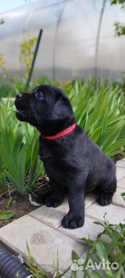 Щенки лабрадора