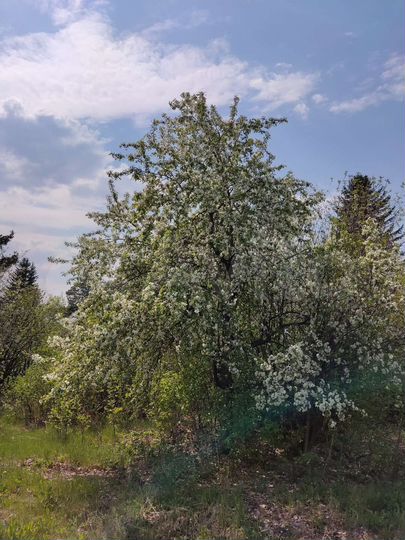 Участок 6 сот. (СНТ, ДНП)