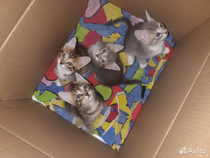 Котята в добрые руки