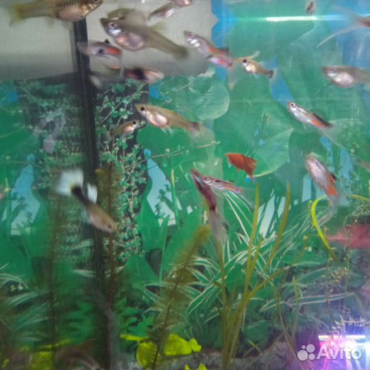 Аквариумные рыбки гуппи