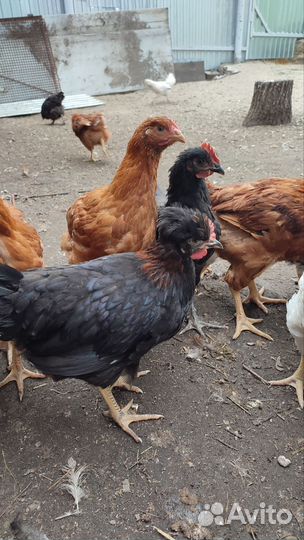 Домашние петушки