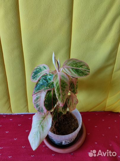 Аглаонема Анимани Ред и салмон фентази