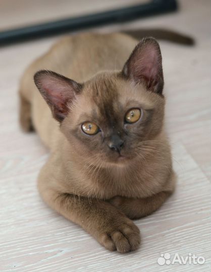 Бурманские котята