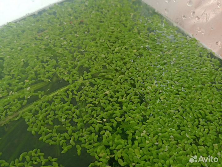 Украшение для аквариума