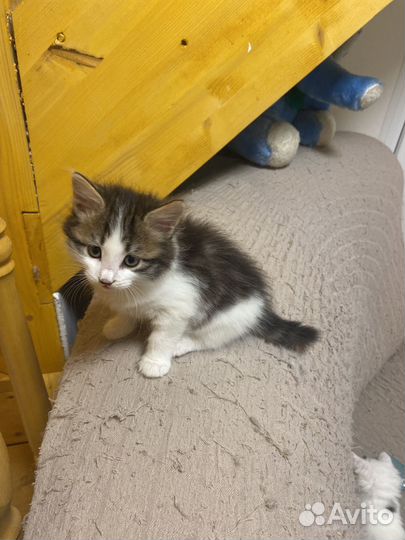 Котёнок в добрые руки