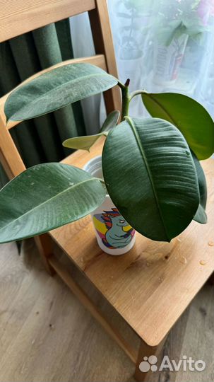 Фикус каучуконосный эластика