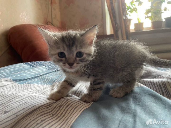 Котенок в добрые руки