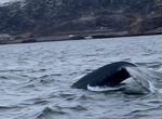 Териберка поиск китов, морская прогулка