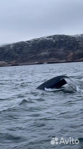 Териберка поиск китов, морская прогулка объявление продам