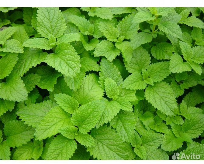 Мелисса саженцы