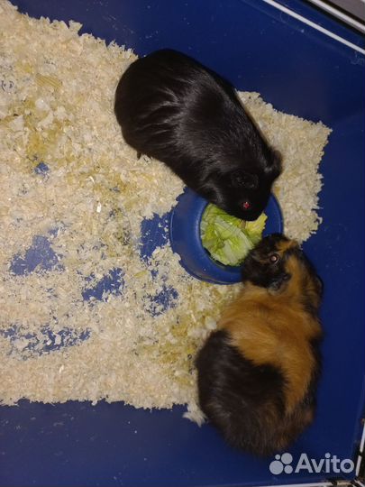 Морская свинка с клеткой бесплатно